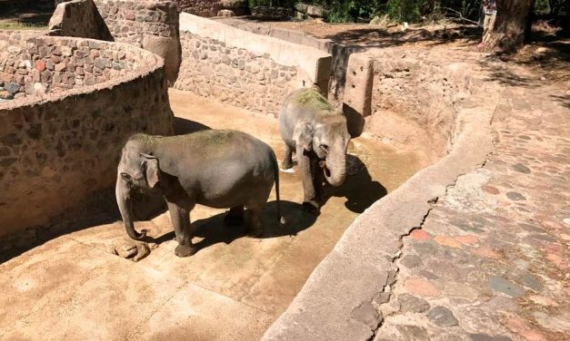 Elefantas del ex Zoológico de Mendoza rumbo a la libertad