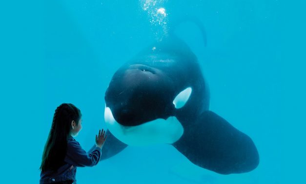 #StopAcuarios: presentan proyecto para el fin de los espectáculos con animales marinos