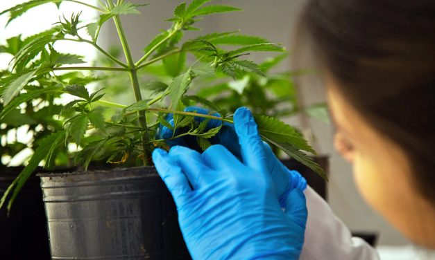 La Universidad Nacional de Hurlingham realiza investigaciones sobre cannabis