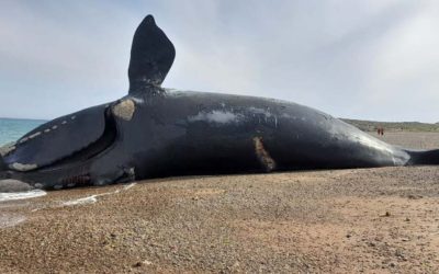 212, la ballena franca austral que vivió durante más de medio siglo