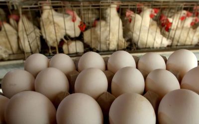 Sinergia Animal lanzó una investigación sobre el trabajo de la industria del huevo