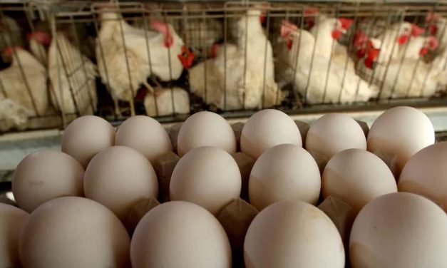 Sinergia Animal lanzó una investigación sobre el trabajo de la industria del huevo