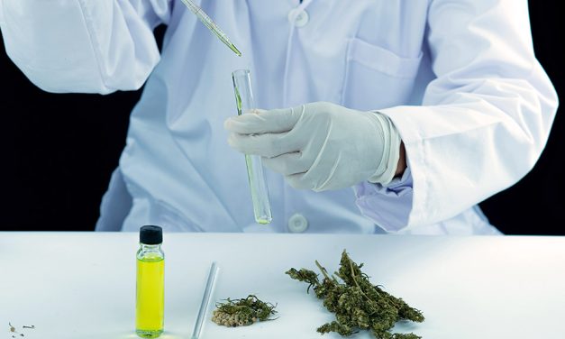 Una nueva oportunidad: la Agencia Reguladora del Cannabis en marcha