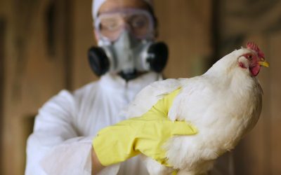 Argentina en alerta preventiva por el avance de la Gripe Aviar