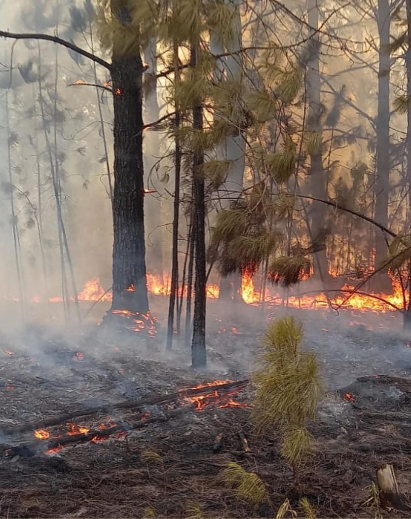 Incendios forestales en Corrientes 2