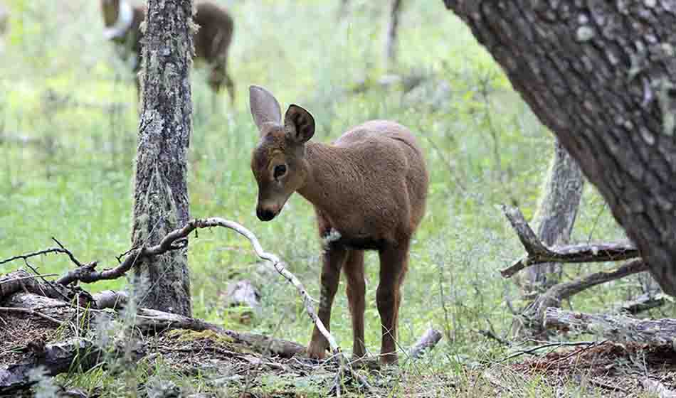 Huemul, huemueles