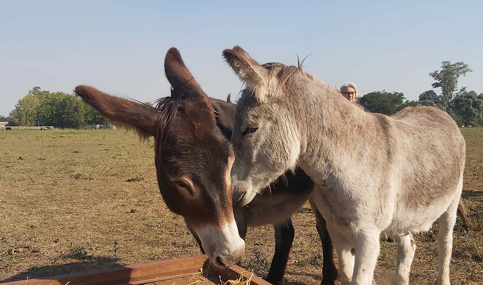 Voluntarios por los Caballos, equinos