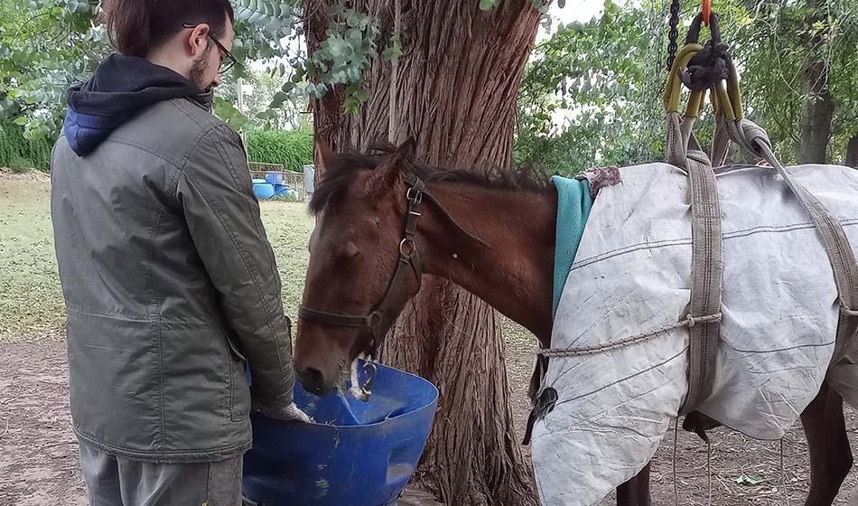 Credito VPC Voluntarios por los Caballos 2