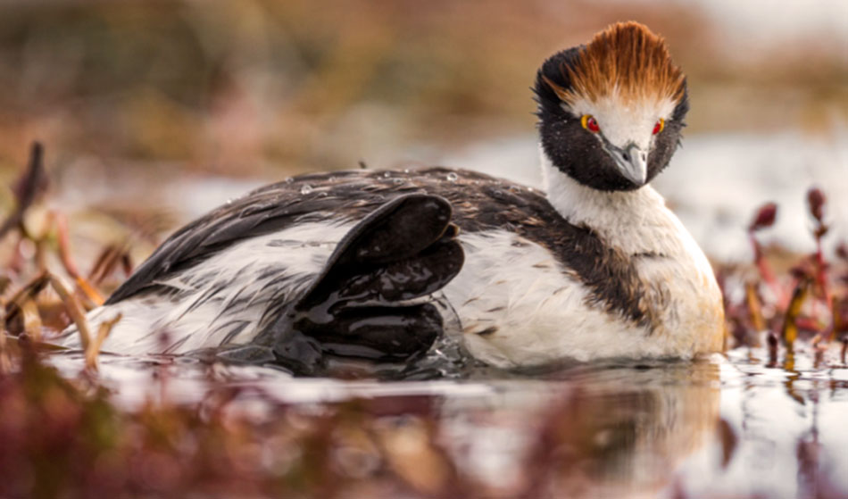 Aves Argentinas nota