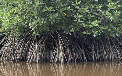 Humedales en peligro: el muro que quiere levantar República Dominicana