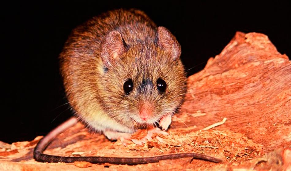 hantavirus