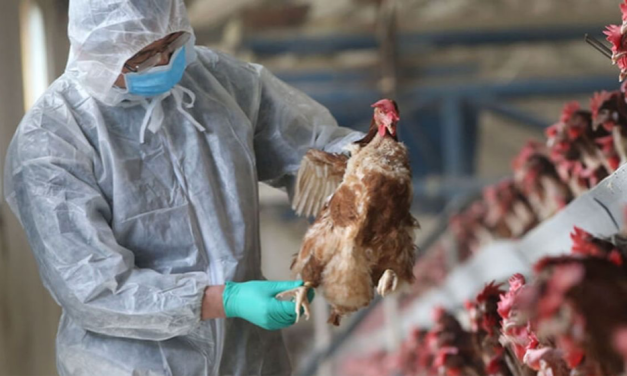 Influenza aviar: se confirman dos nuevos casos en Neuquén y Córdoba