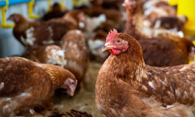 ¿Qué hay que saber sobre la Gripe aviar y cómo puede afectarnos?