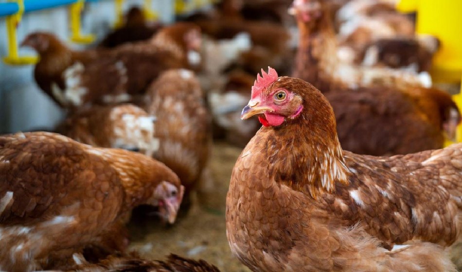 ¿Cómo es el virus de la Gripe aviar y por qué puede afectar a otras especies, incluido el ser humano?