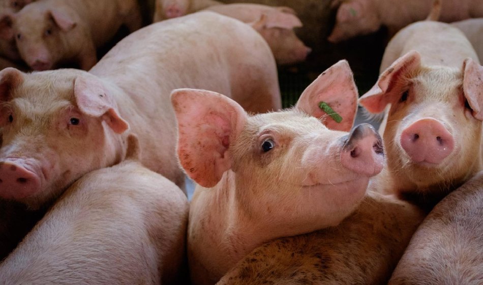 ¿Cómo es el virus de la Gripe aviar y por qué puede afectar a otras especies, incluido el ser humano?