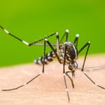 Preocupación por el incremento sostenido de casos de dengue