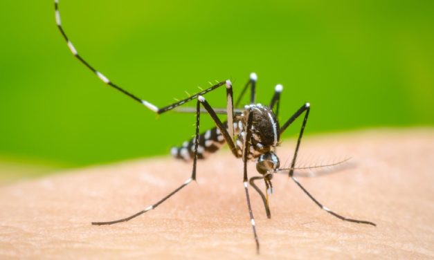 Preocupación por el incremento sostenido de casos de dengue