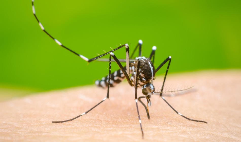 Alarmante aumento de casos de dengue