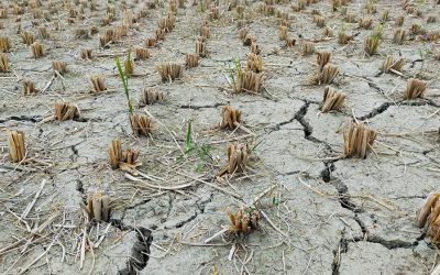 ¿Cómo administrará el Gobierno nacional la situación económica por la sequía?