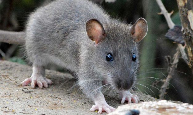 Tras otro caso de hantavirus, ¿qué otras enfermedades pueden transmitir los roedores?