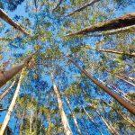 Los bosques en el foco: comenzó un nuevo Congreso Forestal