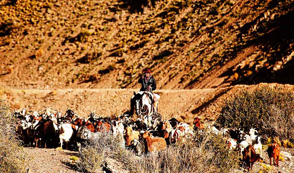 mapuches