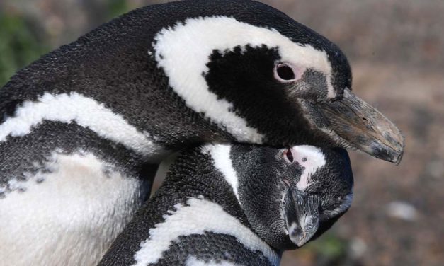 Investigadores del CONICET encontraron contaminación en pingüinos de Magallanes