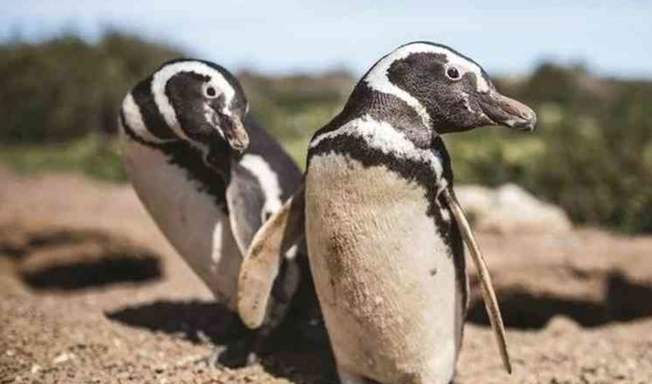 CONICET pingüinos de Magallanes