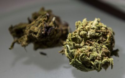 Las variedades cannábicas desarrolladas por el CONICET obtienen licencia de comercialización