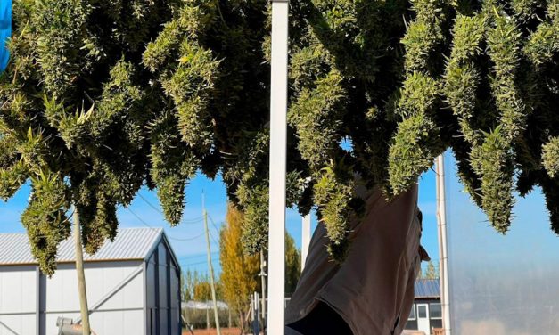 El INTA cosechó la primera variedad de Cannabis medicinal de Argentina
