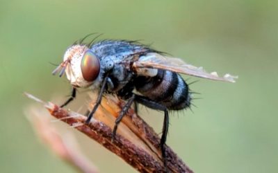 Cri cri, ¿dónde están los insectos?: polinizadores en peligro de extinción