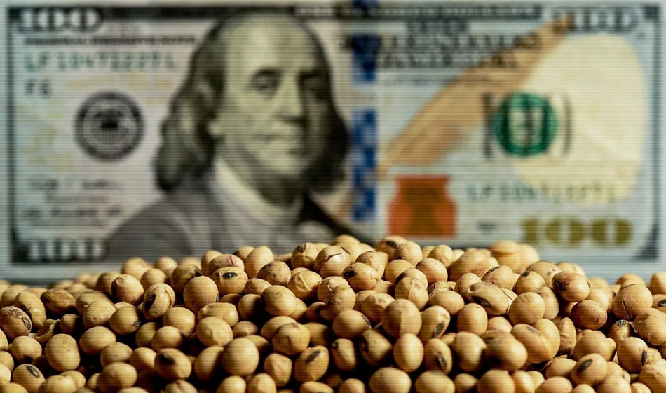 La soja argentina pierde fuerza en el mercado internacional