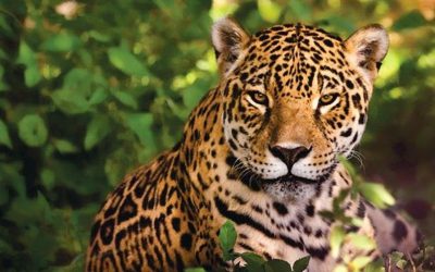 Parques Nacionales firmó un Memorándum para proteger a los felinos silvestres