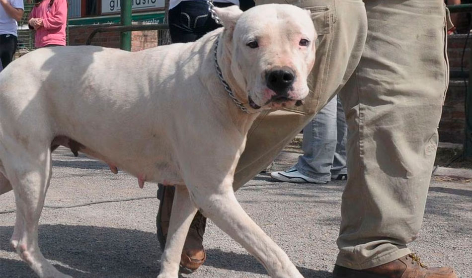 raza peligrosa