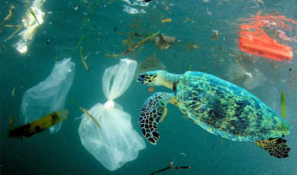 Día Internacional Libre de Bolsas de Plástico, la contaminación del cotidiano 1