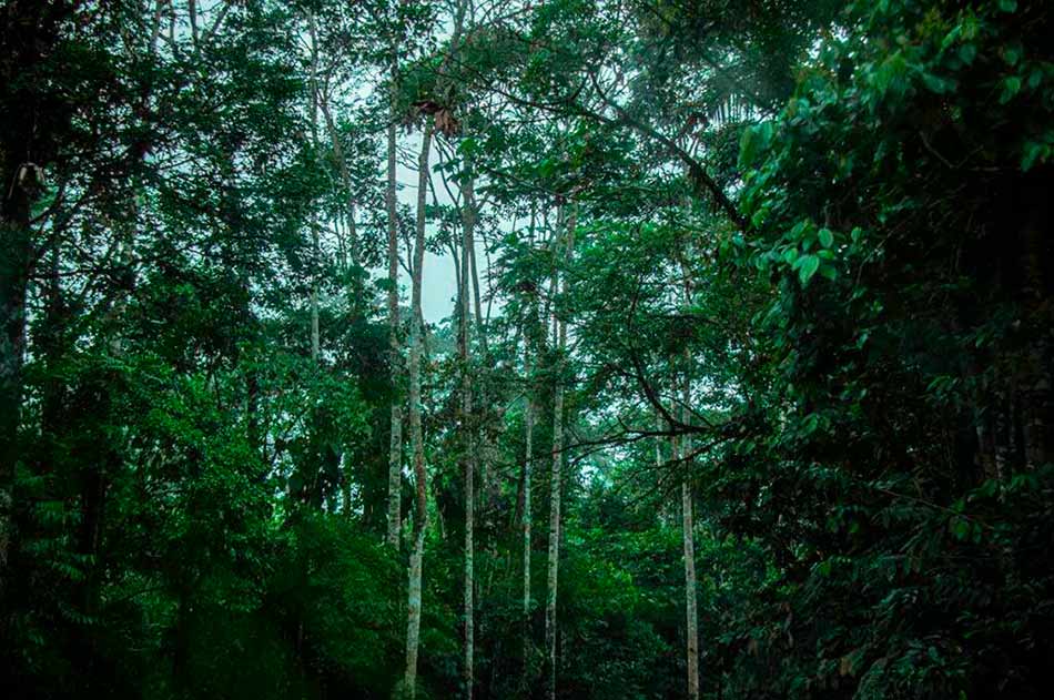 Amazonas Yasuní