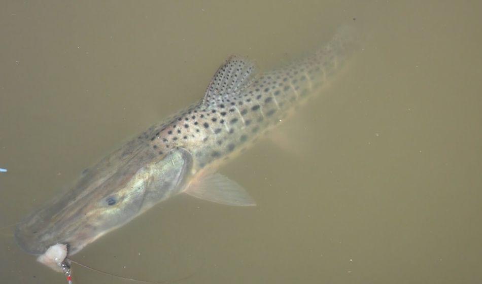 Convocan a pescadores a colaborar con la identificación de ejemplares de surubí marcados 2