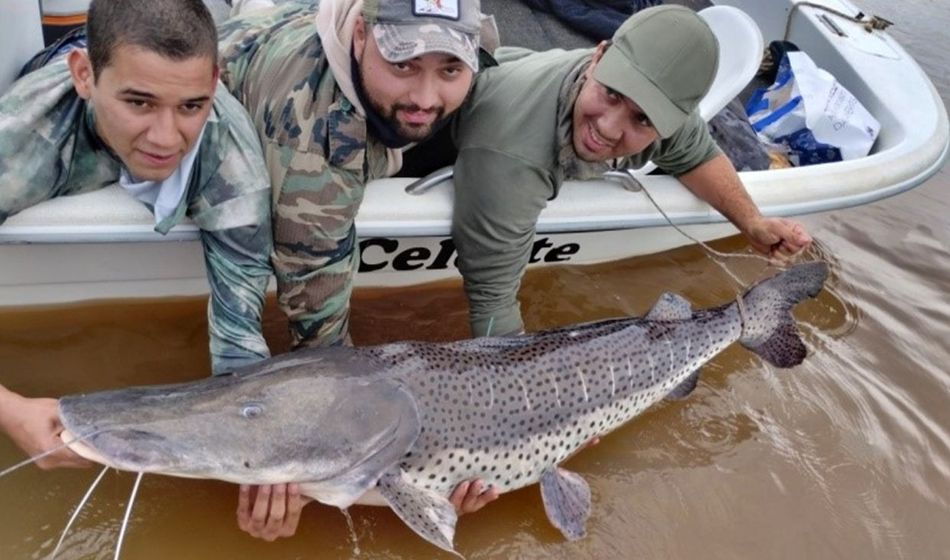 Convocan a pescadores a colaborar con la identificación de ejemplares de surubí marcados 1