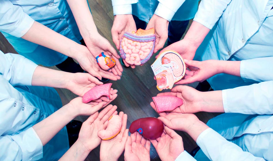 Donar salva vidas: un homenaje a les niñes donantes de órganos 2 niñes donantes
