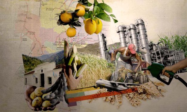 Agro en Tucumán: caña de azúcar, limón, tierra en pocas manos y el camino agroecológico