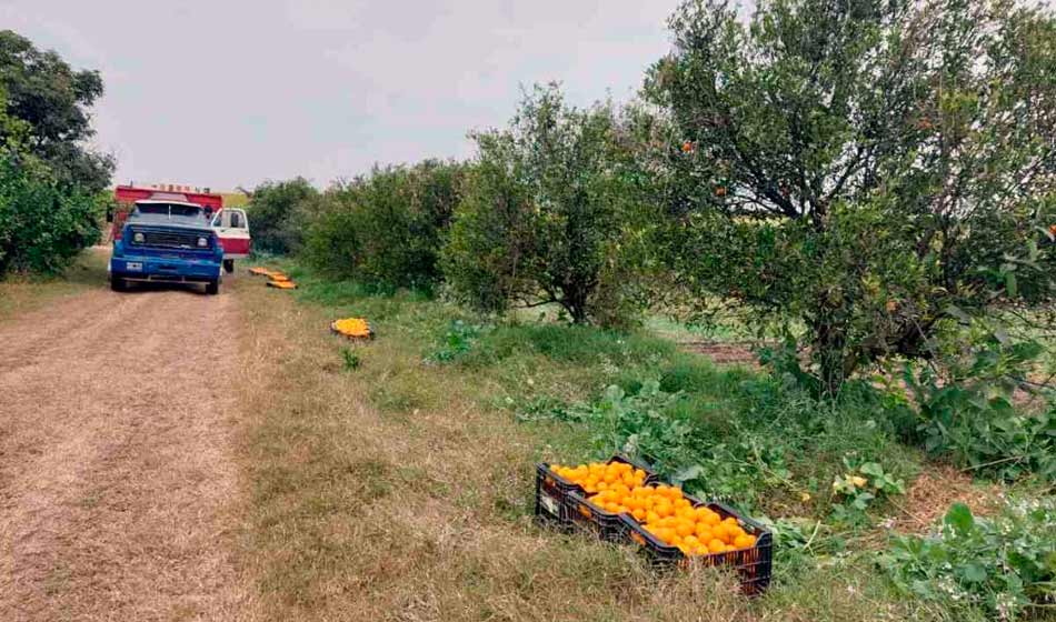 monocultivo Tucumán 