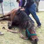 Proteccionistas exigen ley para poner fin a la tracción a sangre de caballos: ¿el fin de una práctica centenaria?