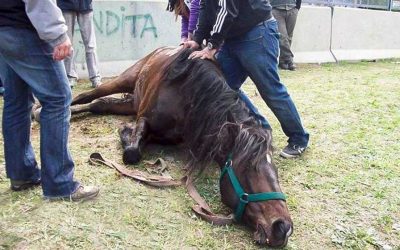 Proteccionistas exigen ley para poner fin a la tracción a sangre de caballos: ¿el fin de una práctica centenaria?