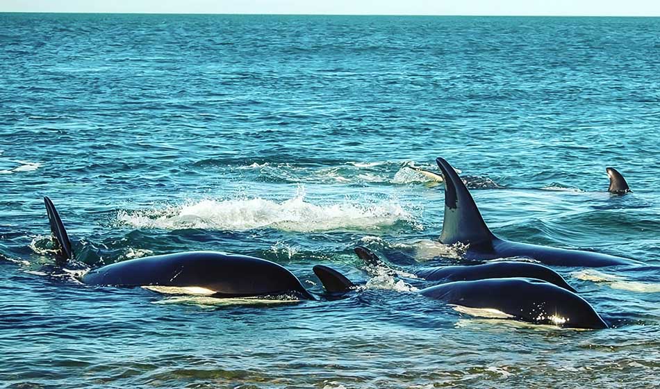 orcas