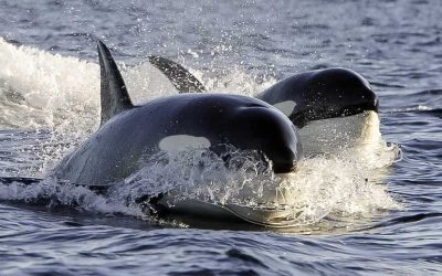 Una investigación revela que hay 3 grupos de orcas en las costas de Chubut