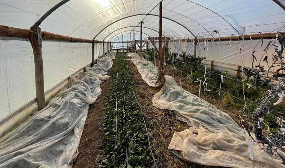Agencia Tierra Viva Credito Janus Proyecto Rural Integrador 1
