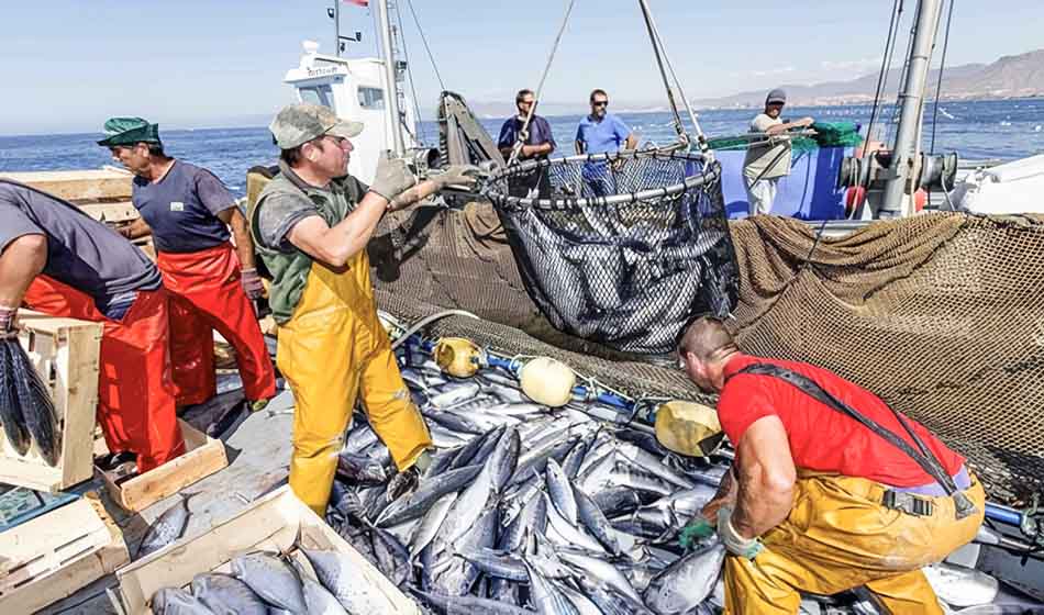 Un estudio alerta sobre el bajo consumo de pescado en la dieta de la juventud argentina