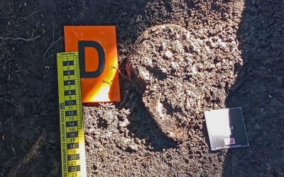 Masacre de San Antonio de Obligado: encontraron restos humanos de una fosa común