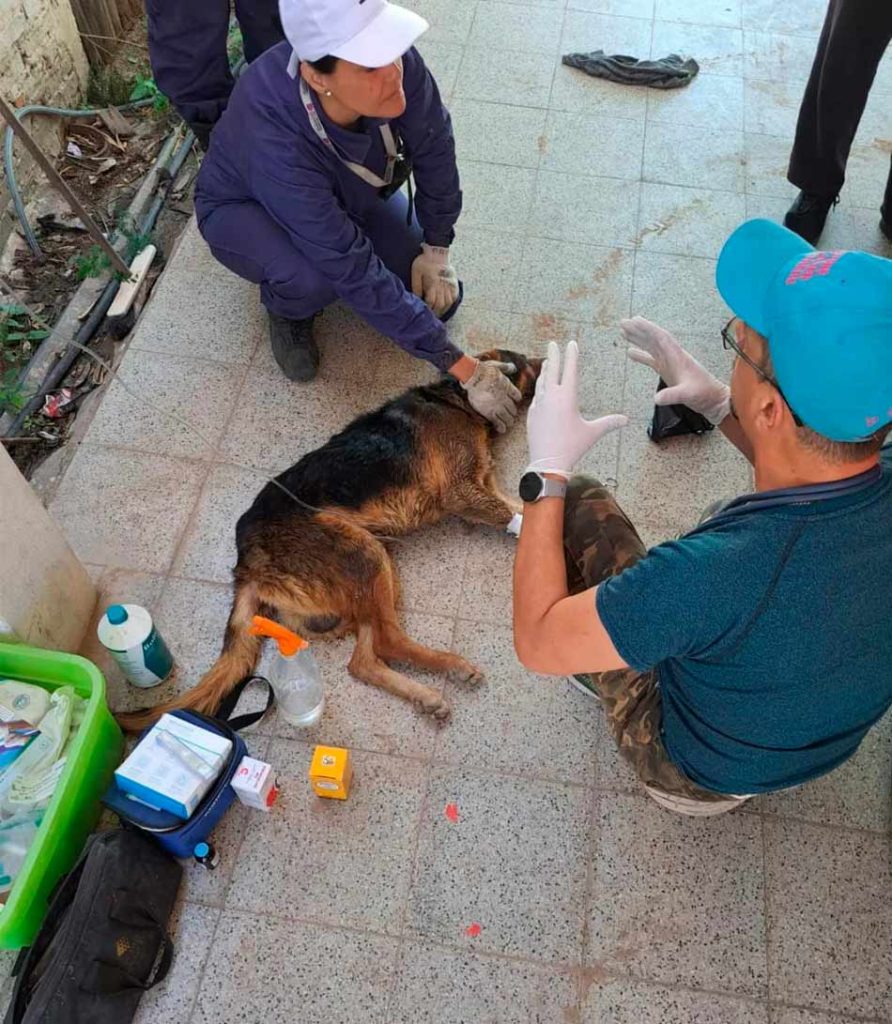 red de veterinarios