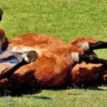 Alerta por casos positivos de encefalomielitis equina, ¿hay riesgo en las personas?
